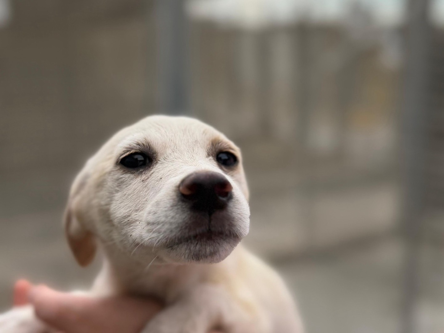 Adotta un cane, femmina, 2 mesi, Napoli