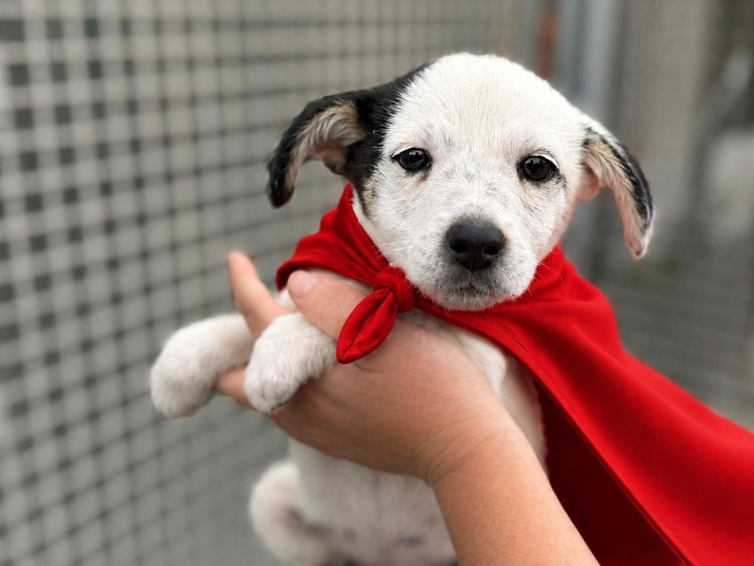 Adozione cane, femmina, Razza sconosciuta Razza sconosciuta, 2 mesi, taglia piccola, Napoli