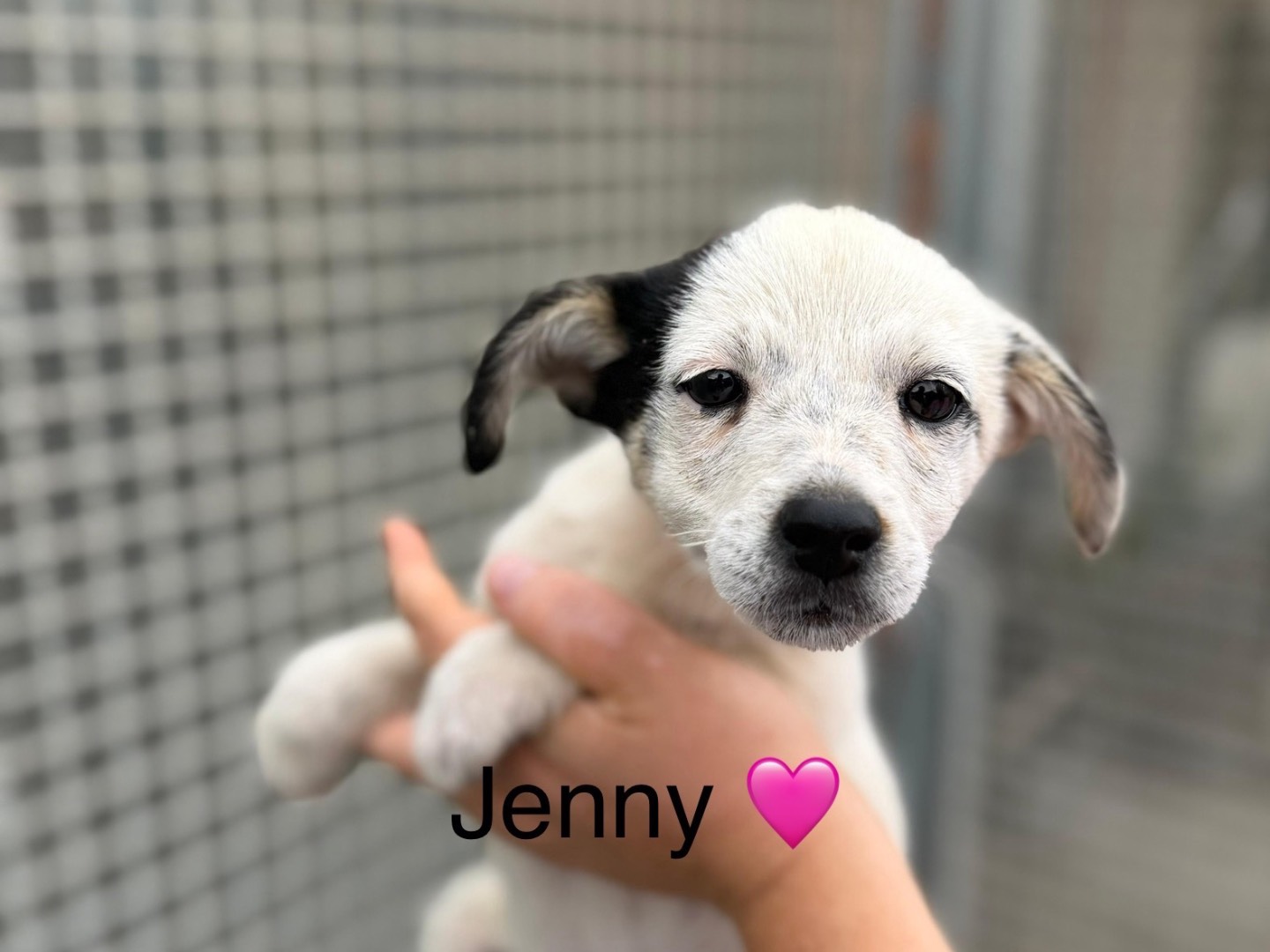 Adotta un cane, femmina, 2 mesi, Napoli