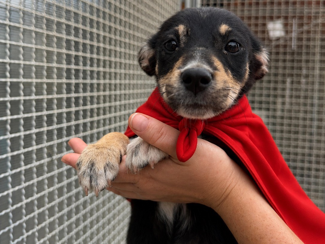 Adozione cane, femmina, Razza sconosciuta Razza sconosciuta, 2 mesi, taglia piccola, Napoli