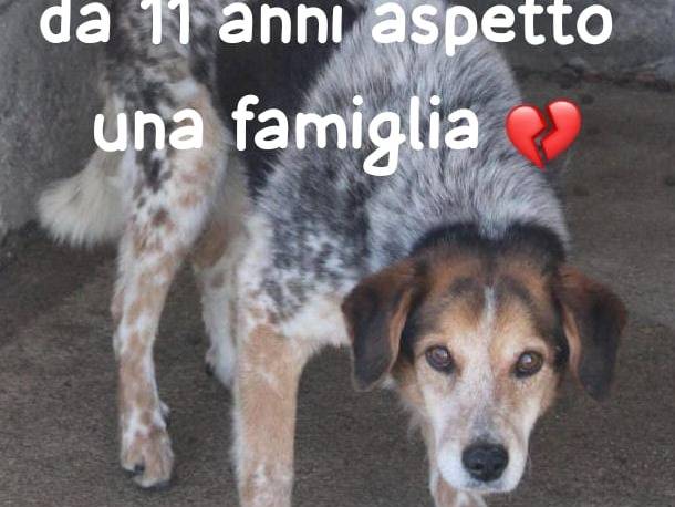 Adozione cane, maschio, Razza sconosciuta Razza sconosciuta, 11 anni e 1 mese, taglia grande, Genova