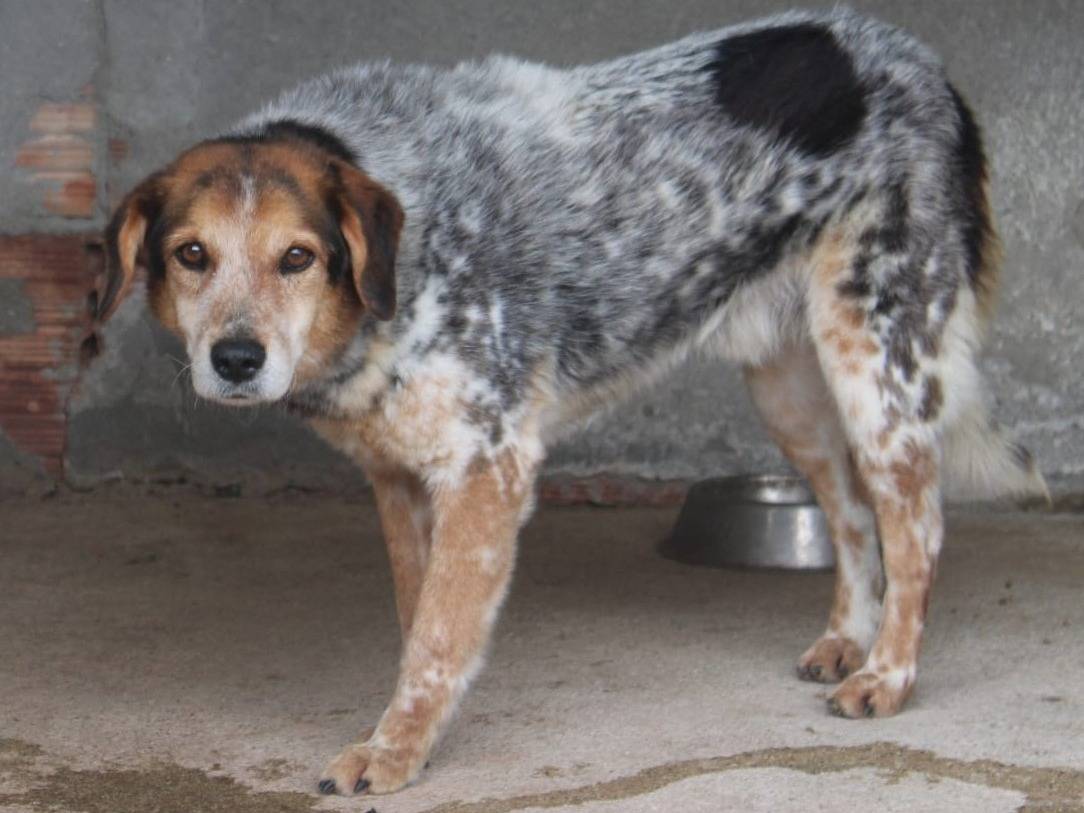 Adotta un cane, maschio, 11 anni e 1 mese, Genova