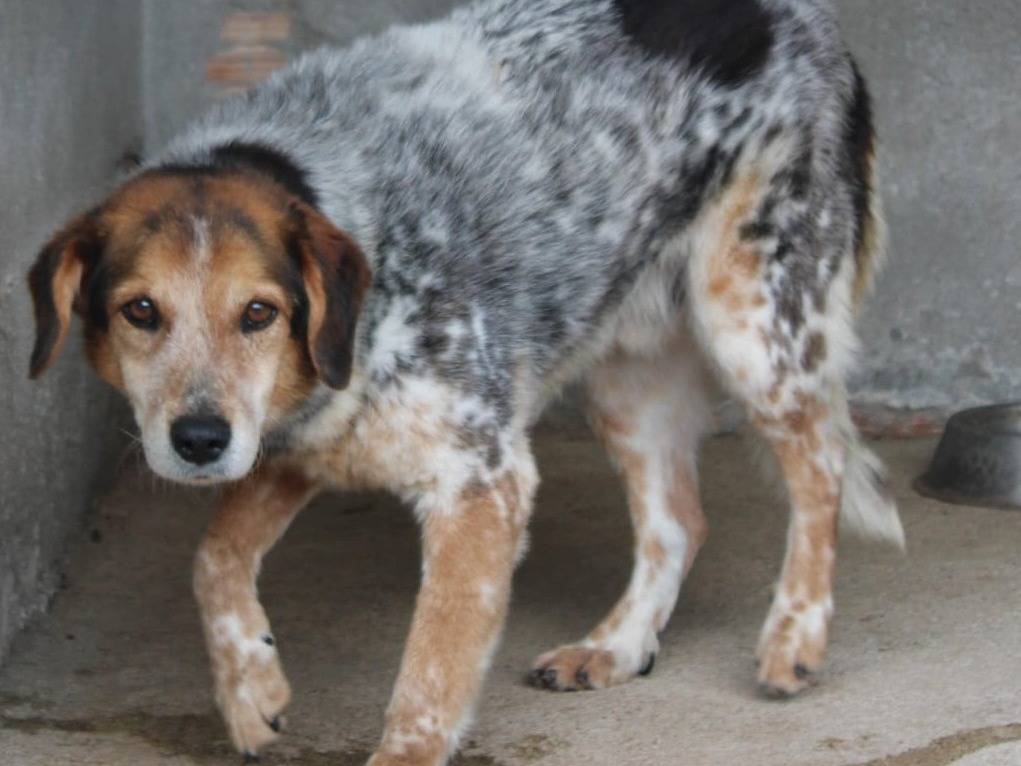 Adotta un cane, taglia grande, maschio, Genova