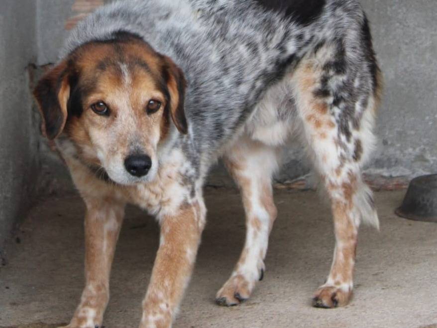 Vuoi adottare un cane a Genova?