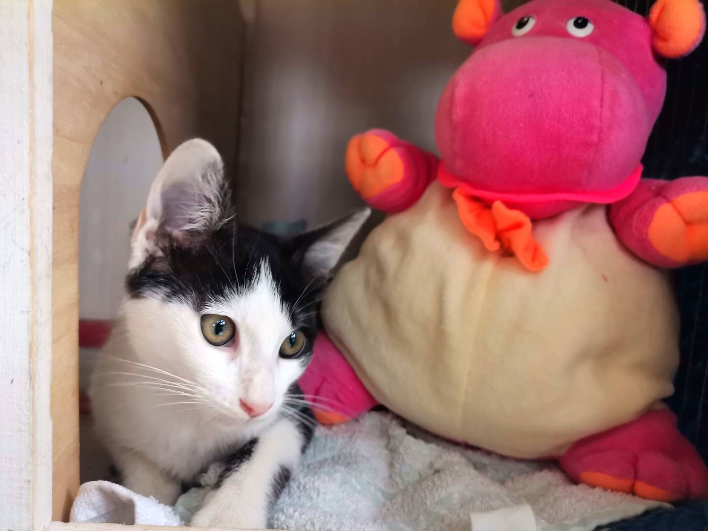 Adotta un gatto, maschio, 3 mesi, Avellino