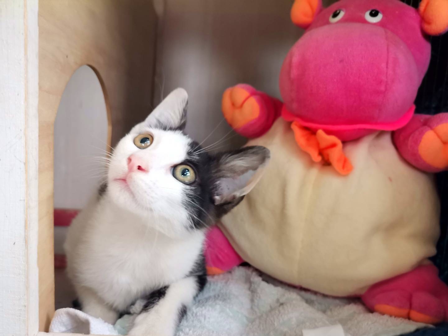Adozione gatto, maschio, Razza sconosciuta Razza sconosciuta, 3 mesi, taglia non valida, Avellino