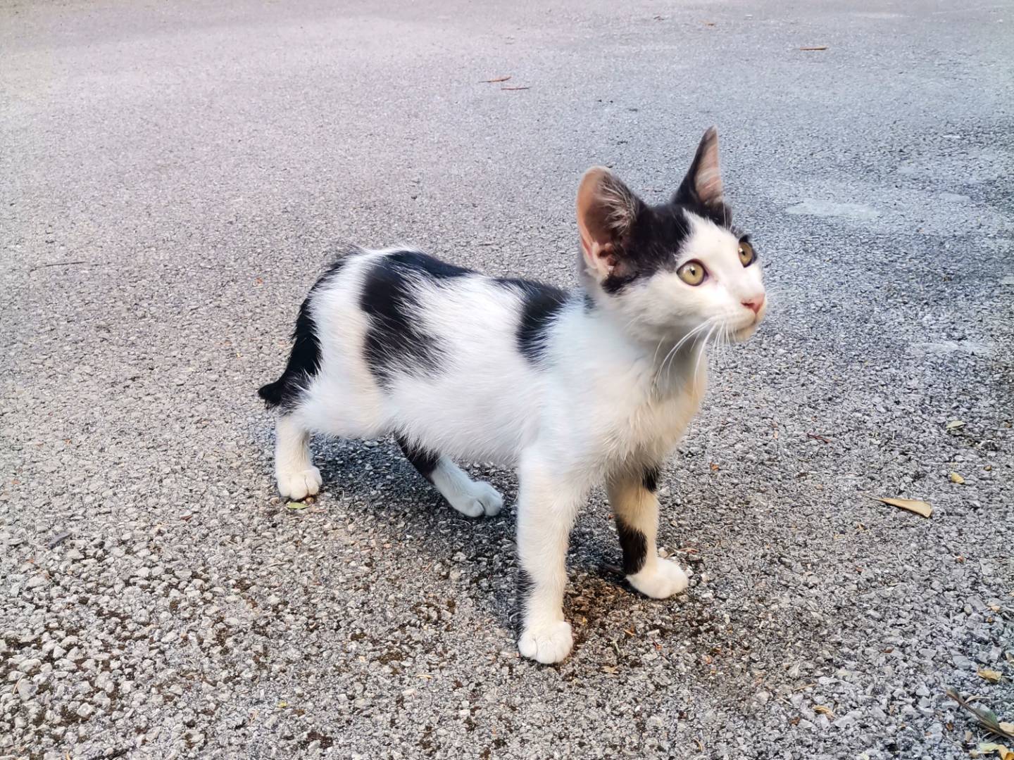 Adotta un gatto, taglia non valida, maschio, Avellino