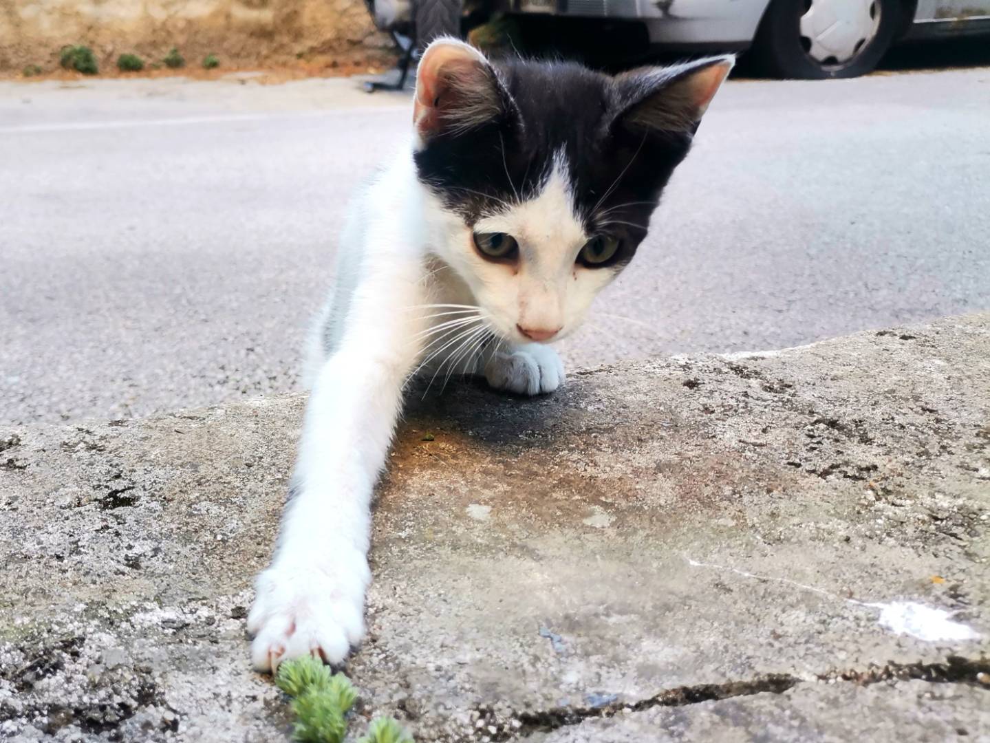 Vuoi adottare un gatto a Avellino?