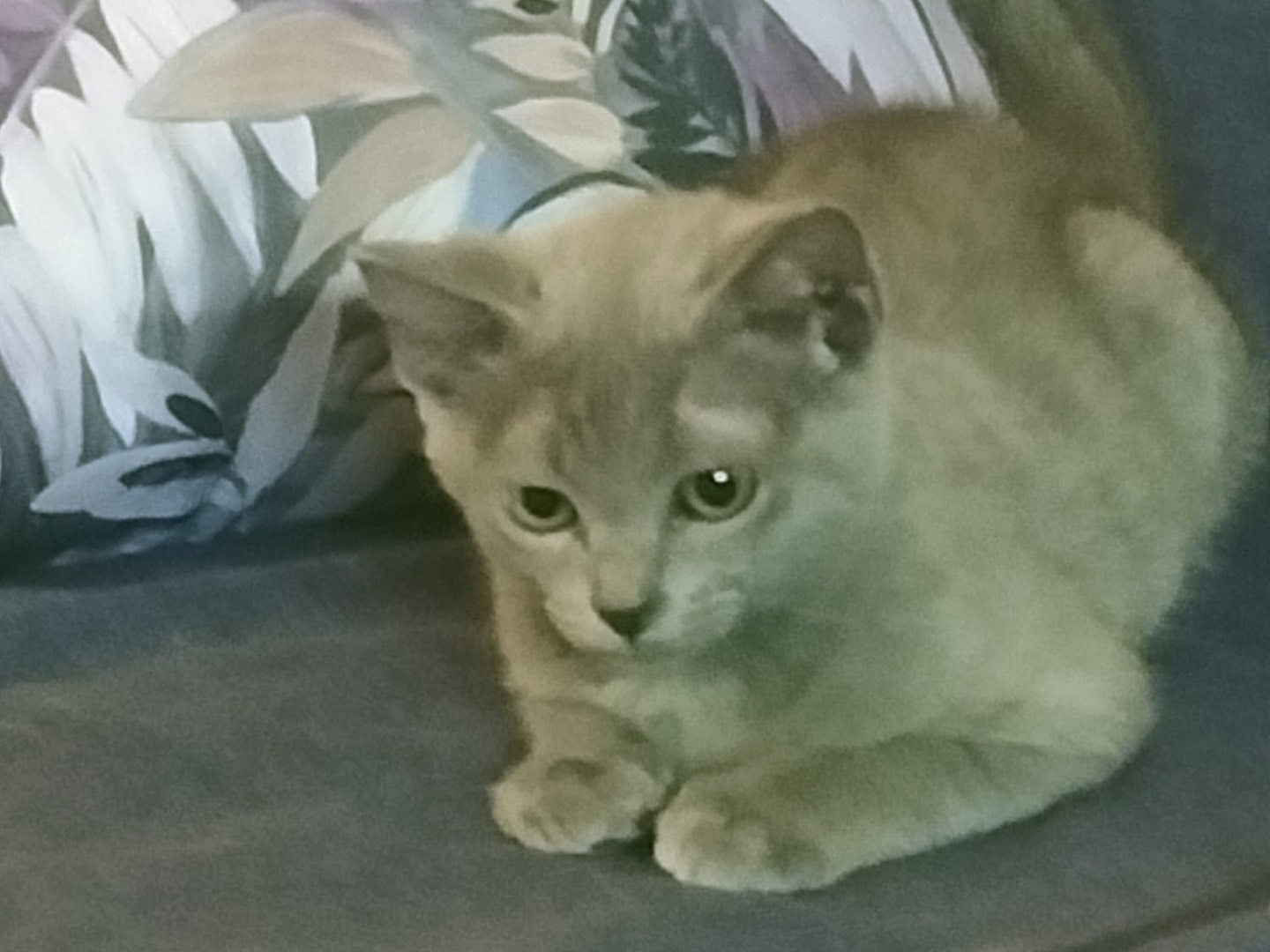 Adozione gatto, femmina, Razza sconosciuta Razza sconosciuta, 3 mesi, taglia non valida, Vibo