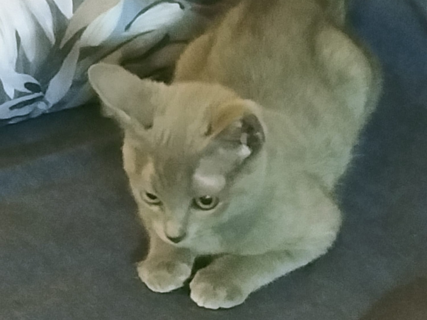 Adotta un gatto, femmina, 3 mesi, Vibo