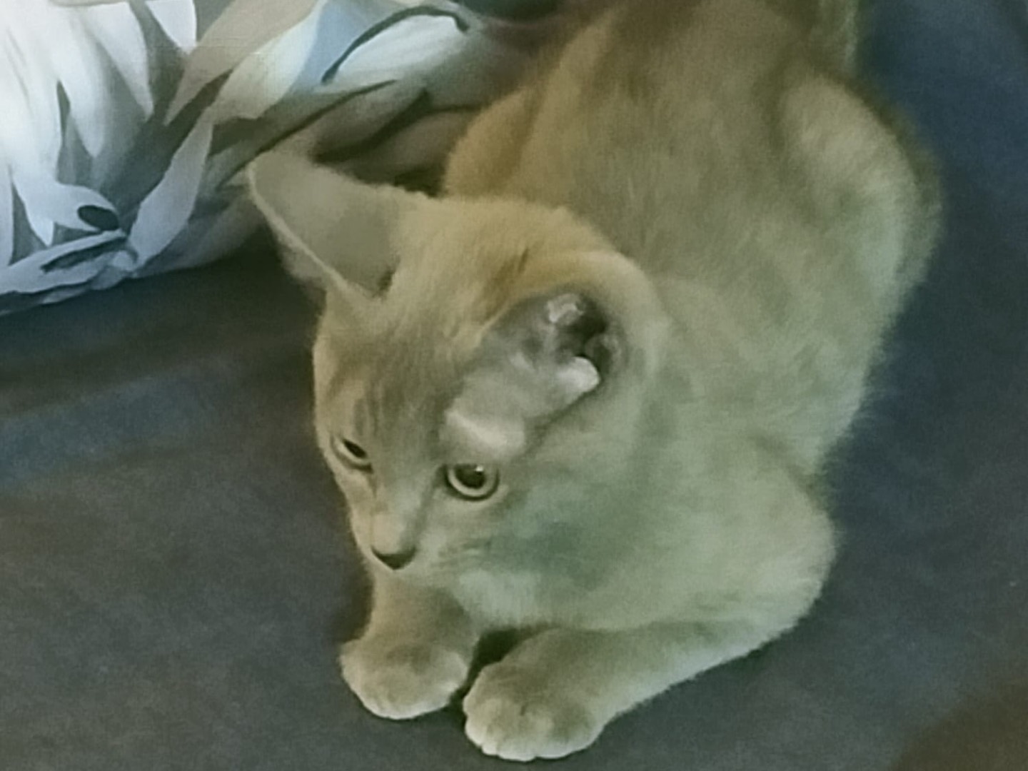 Adotta un gatto, taglia non valida, femmina, Vibo