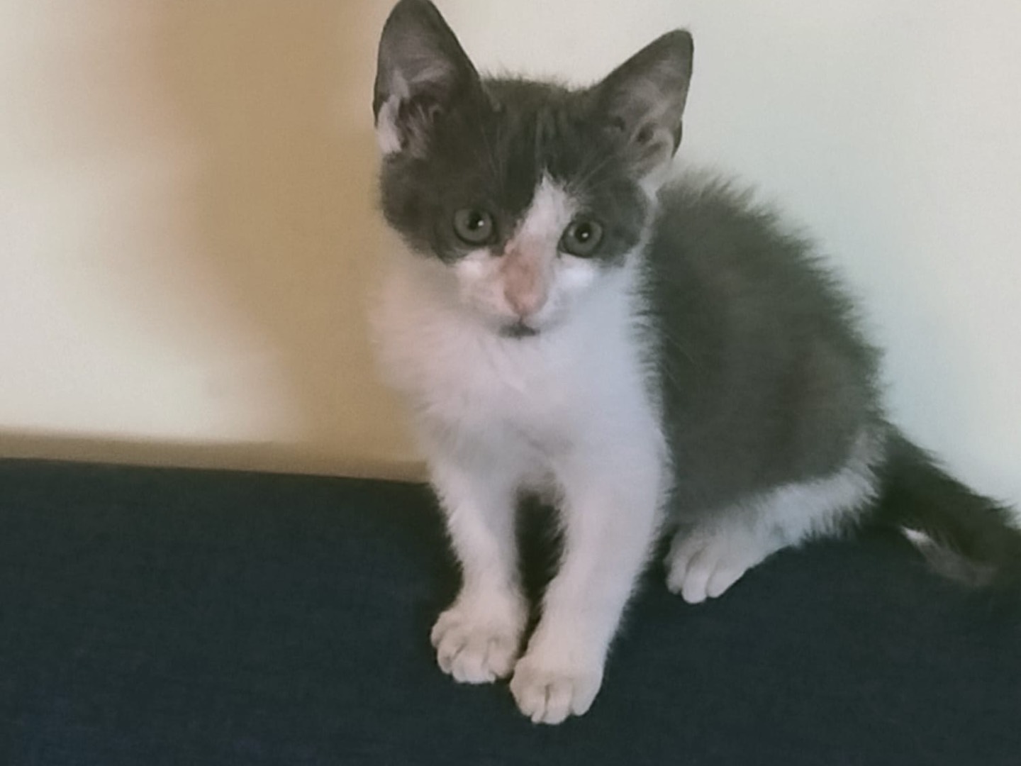 Adozione gatto, femmina, Razza sconosciuta Razza sconosciuta, 2 mesi, taglia non valida, Vibo