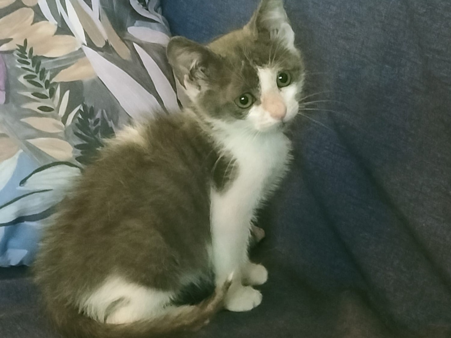 Adotta un gatto, taglia non valida, femmina, Vibo
