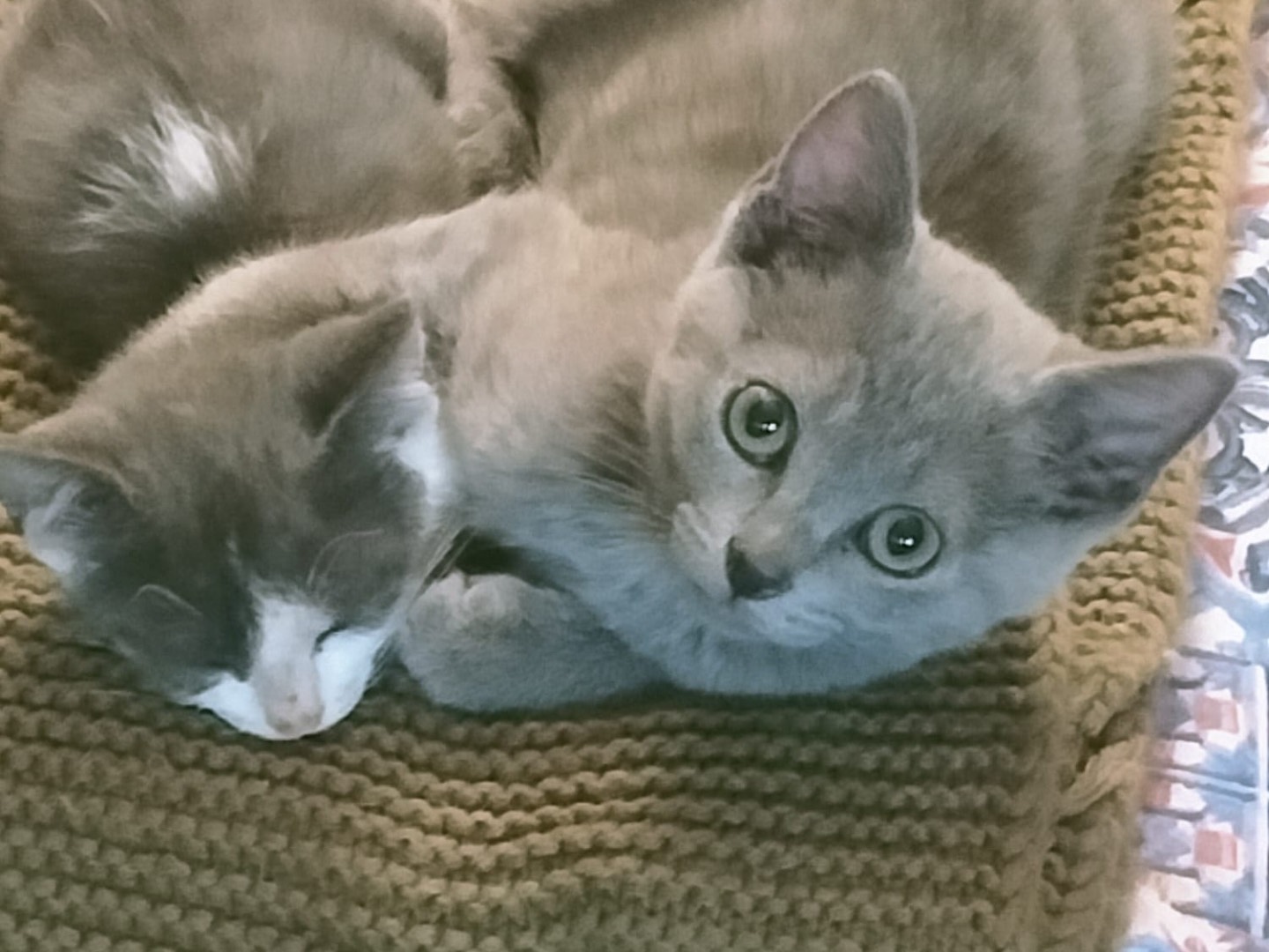 Vuoi adottare un gatto a Vibo?