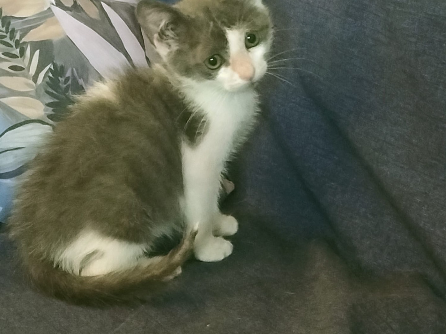 Adotta il gatto Erin a Vibo