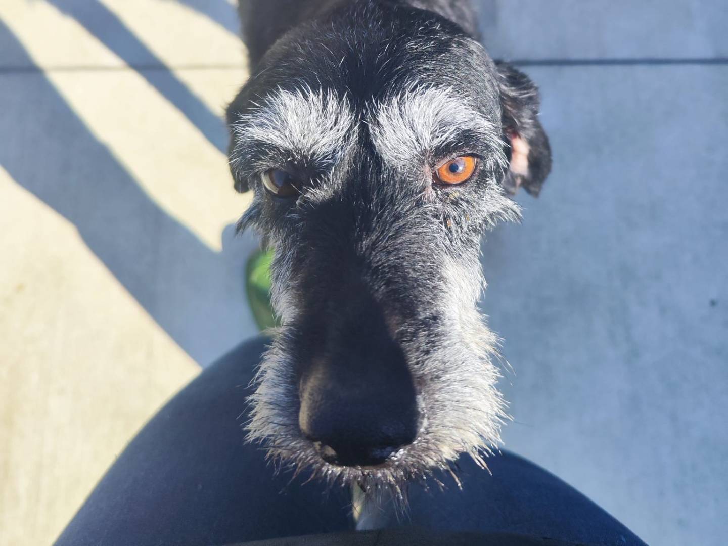 Adozione cane, maschio, Spinone Segugio, 3 anni e 6 mesi, taglia media, Milano
