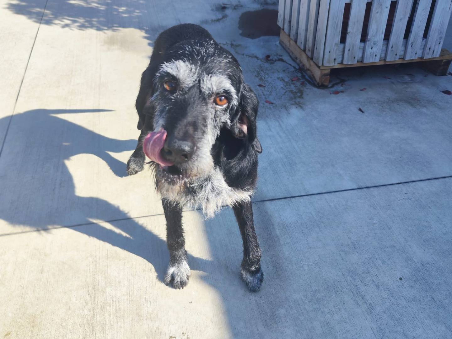 Adotta un cane, maschio, 3 anni e 6 mesi, Milano