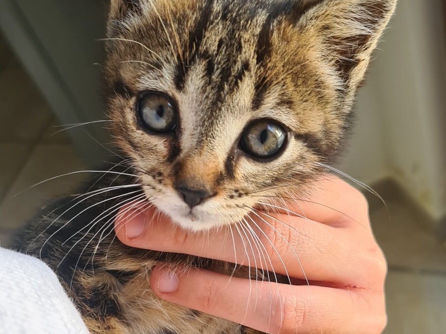 Adozione gatto, maschio, Razza sconosciuta Razza sconosciuta, 2 mesi, taglia non valida, Catanzaro