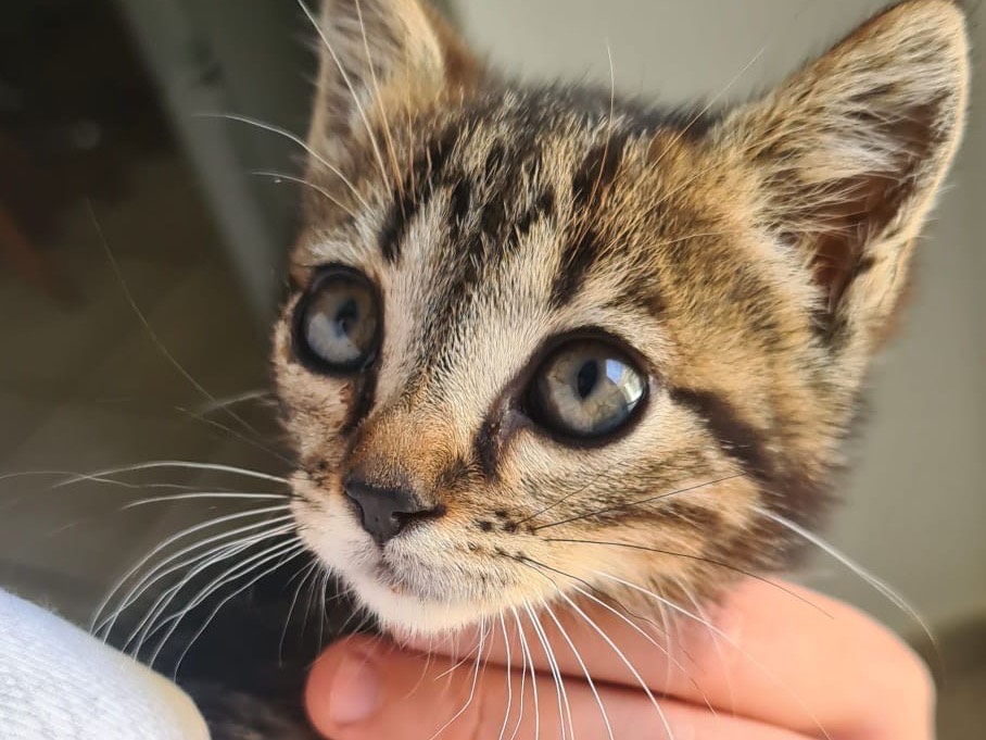 Adotta un gatto, maschio, 2 mesi, Catanzaro