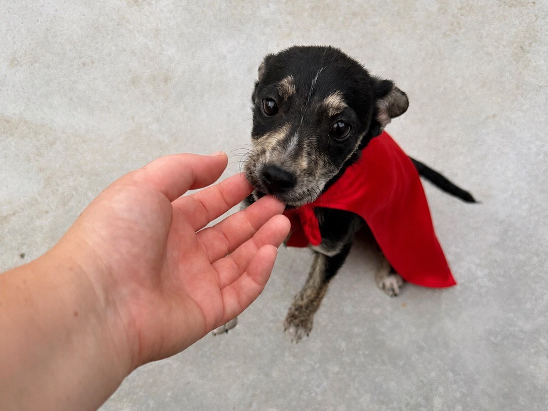 Adozione cane, maschio, Razza sconosciuta Razza sconosciuta, 2 mesi, taglia piccola, Napoli