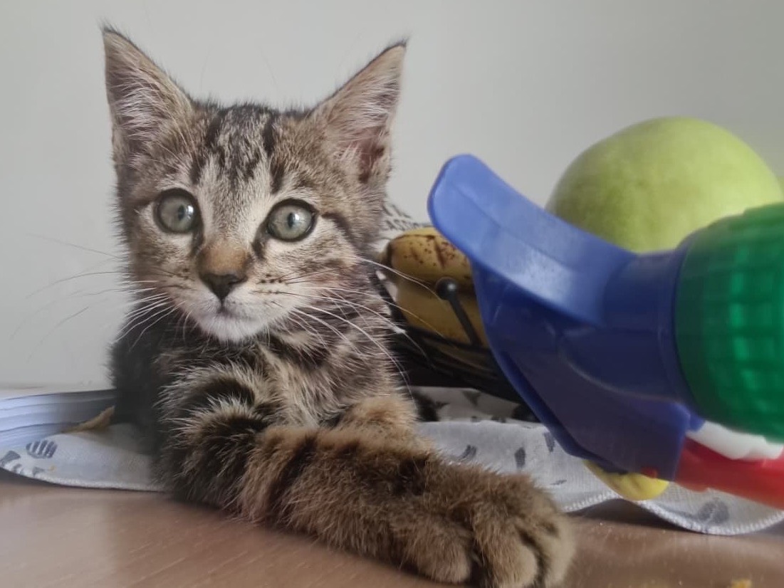 Adotta un gatto, taglia non valida, maschio, Catanzaro