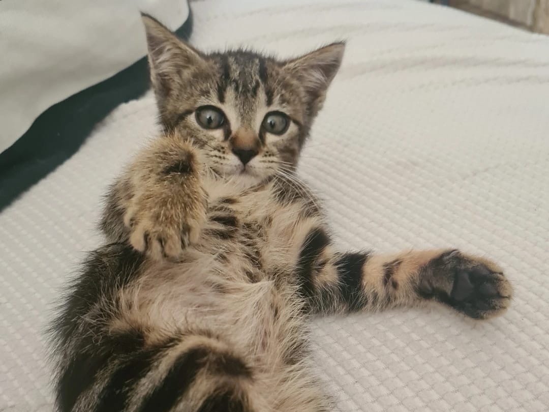 Vuoi adottare un gatto a Catanzaro?