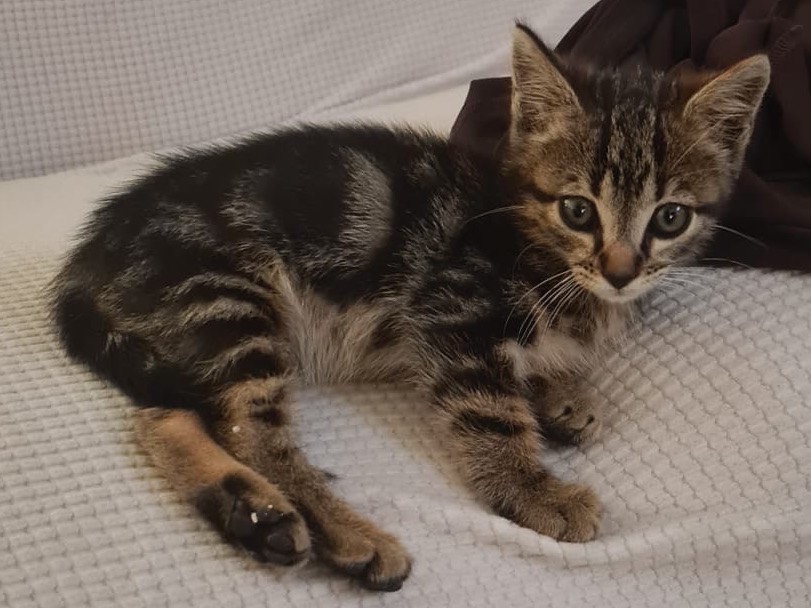 Adotta il gatto Pochita a Catanzaro
