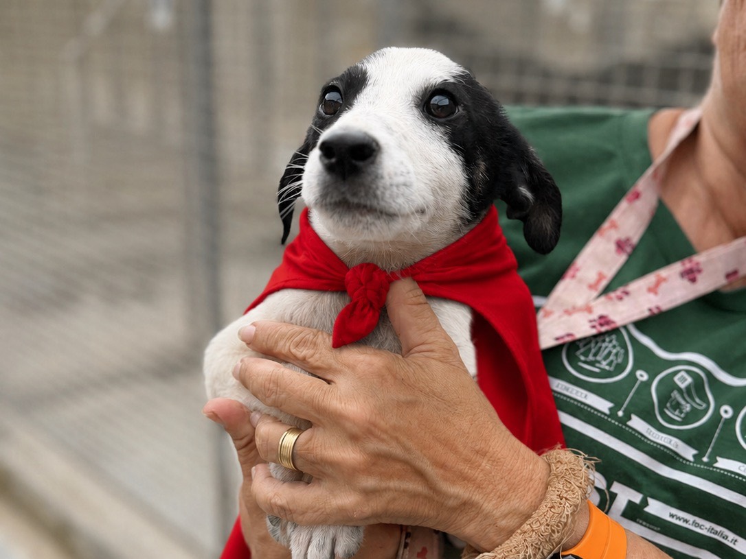 Adozione cane, maschio, Razza sconosciuta Razza sconosciuta, 2 mesi, taglia piccola, Napoli