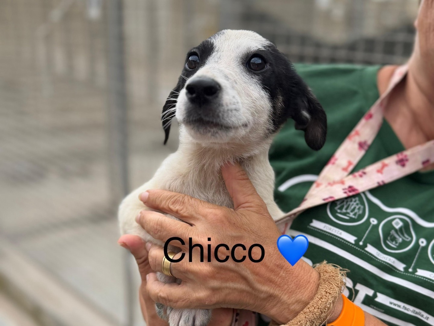 Adotta un cane, maschio, 2 mesi, Napoli