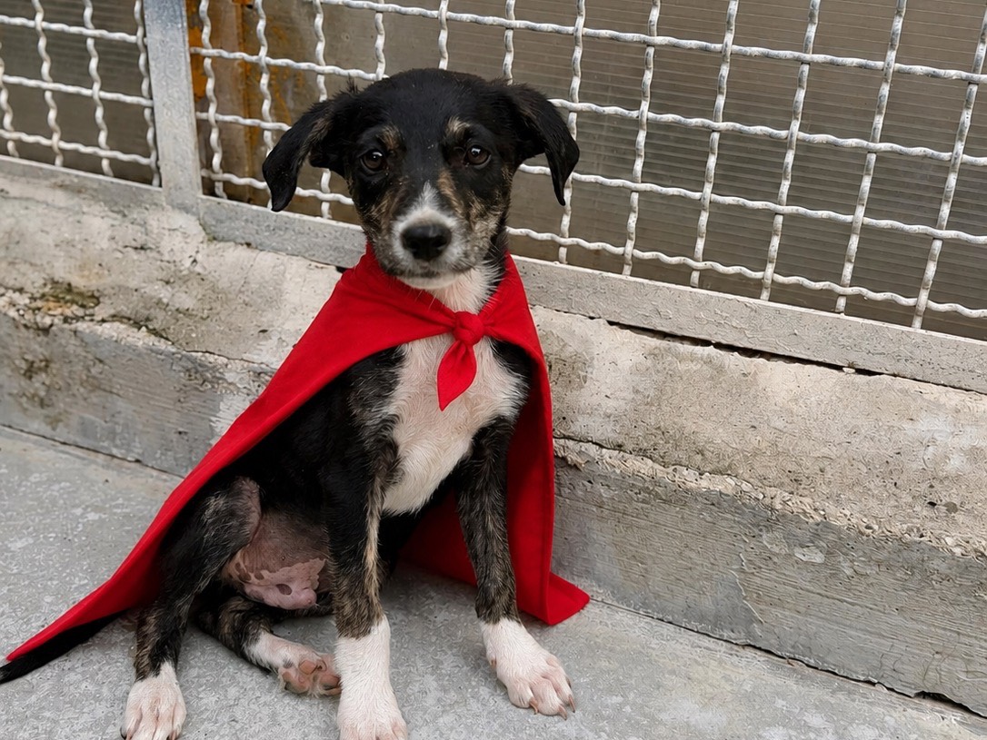 Adozione cane, maschio, Razza sconosciuta Razza sconosciuta, 2 mesi, taglia piccola, Napoli