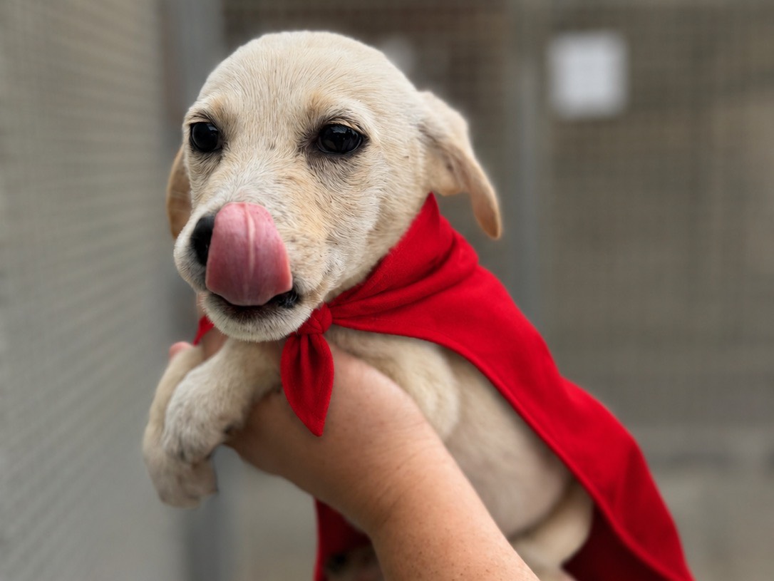 Adozione cane, maschio, Razza sconosciuta Razza sconosciuta, 2 mesi, taglia piccola, Napoli
