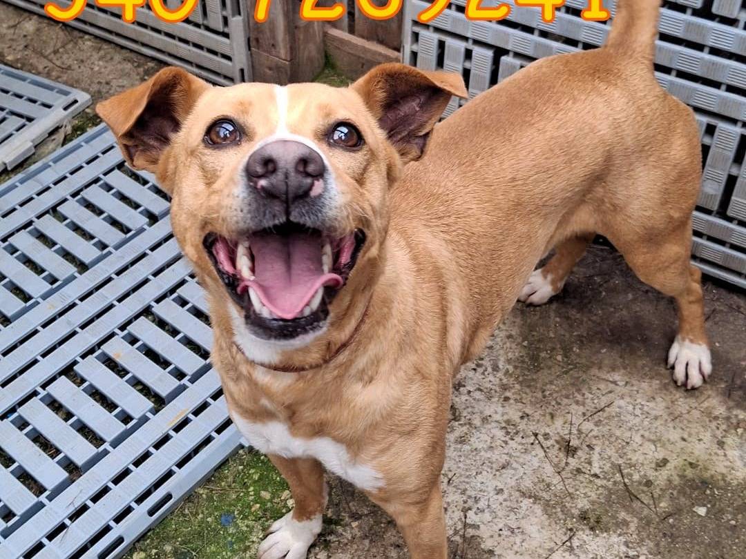 Adozione cane, maschio, Razza sconosciuta Razza sconosciuta, 2 anni e 1 mese, taglia media contenuta, Crotone