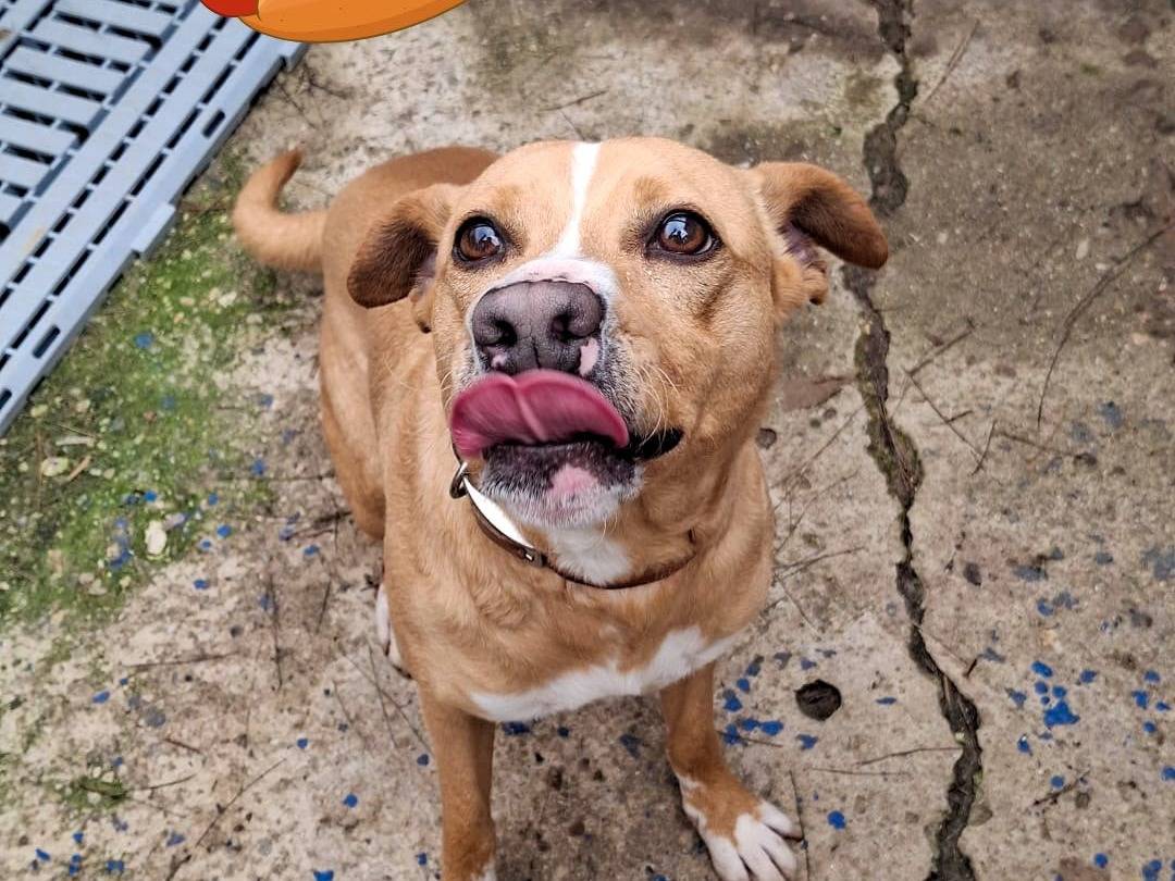 Adotta un cane, maschio, 2 anni e 1 mese, Crotone