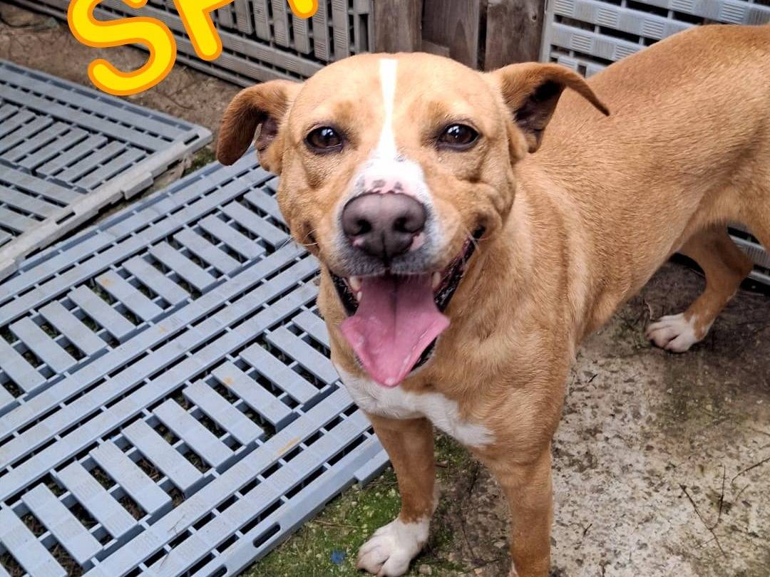 Adotta un cane, taglia media contenuta, maschio, Crotone