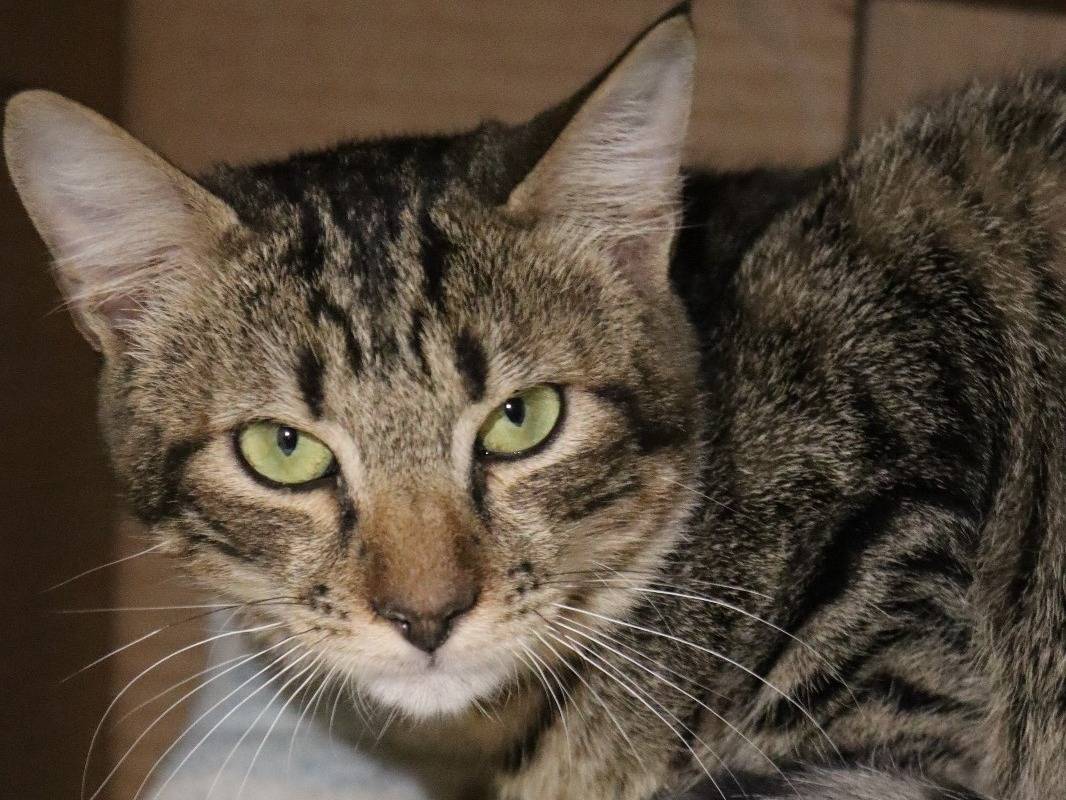 Adozione gatto, femmina, Razza sconosciuta Razza sconosciuta, 1 anno e 9 mesi, taglia non valida, Milano