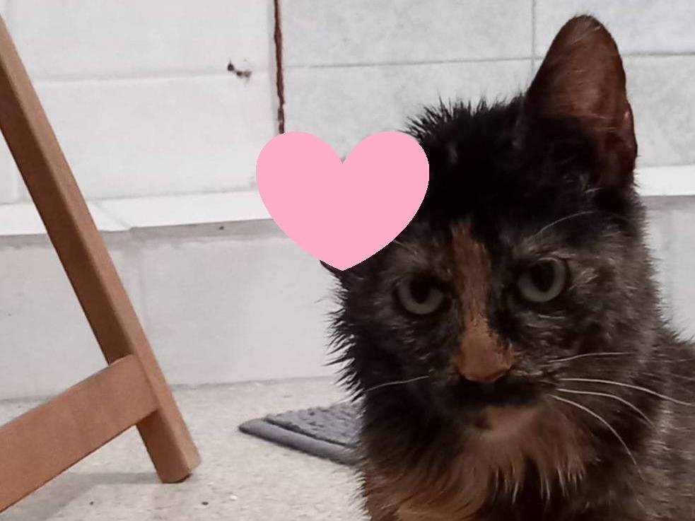 Adotta un gatto, femmina, 1 anno e 5 mesi, Varese