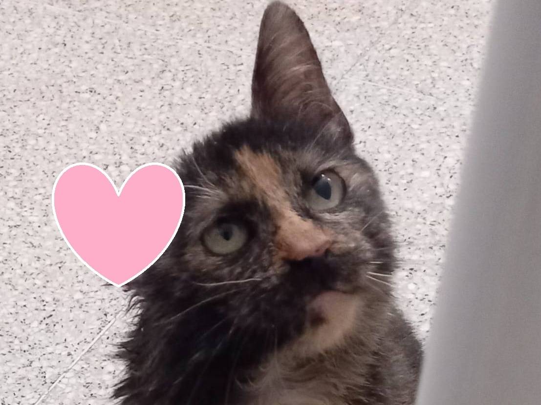 Adotta un gatto, taglia non valida, femmina, Varese