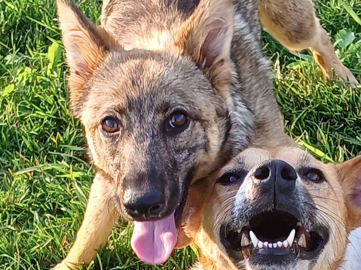 Adozione cane, maschio, Razza sconosciuta Razza sconosciuta, 3 anni e 8 mesi, taglia media, Mantova