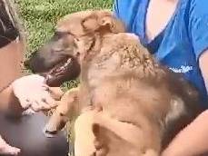 Adotta un cane, taglia media, maschio, Mantova