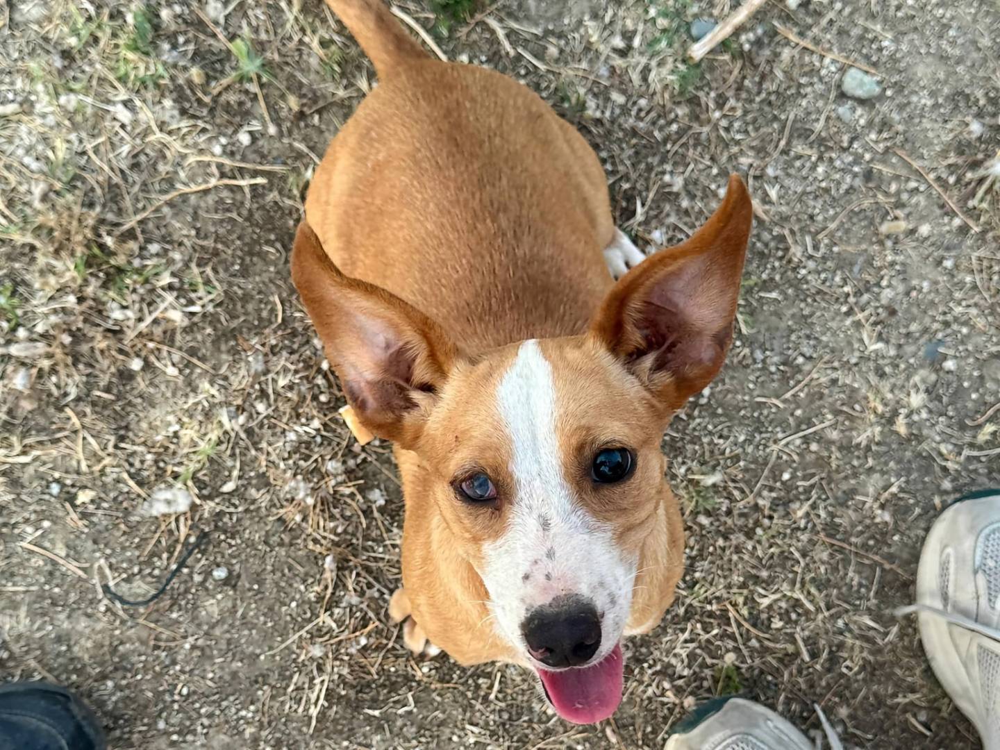 Adotta un cane, femmina, 5 mesi, Cosenza