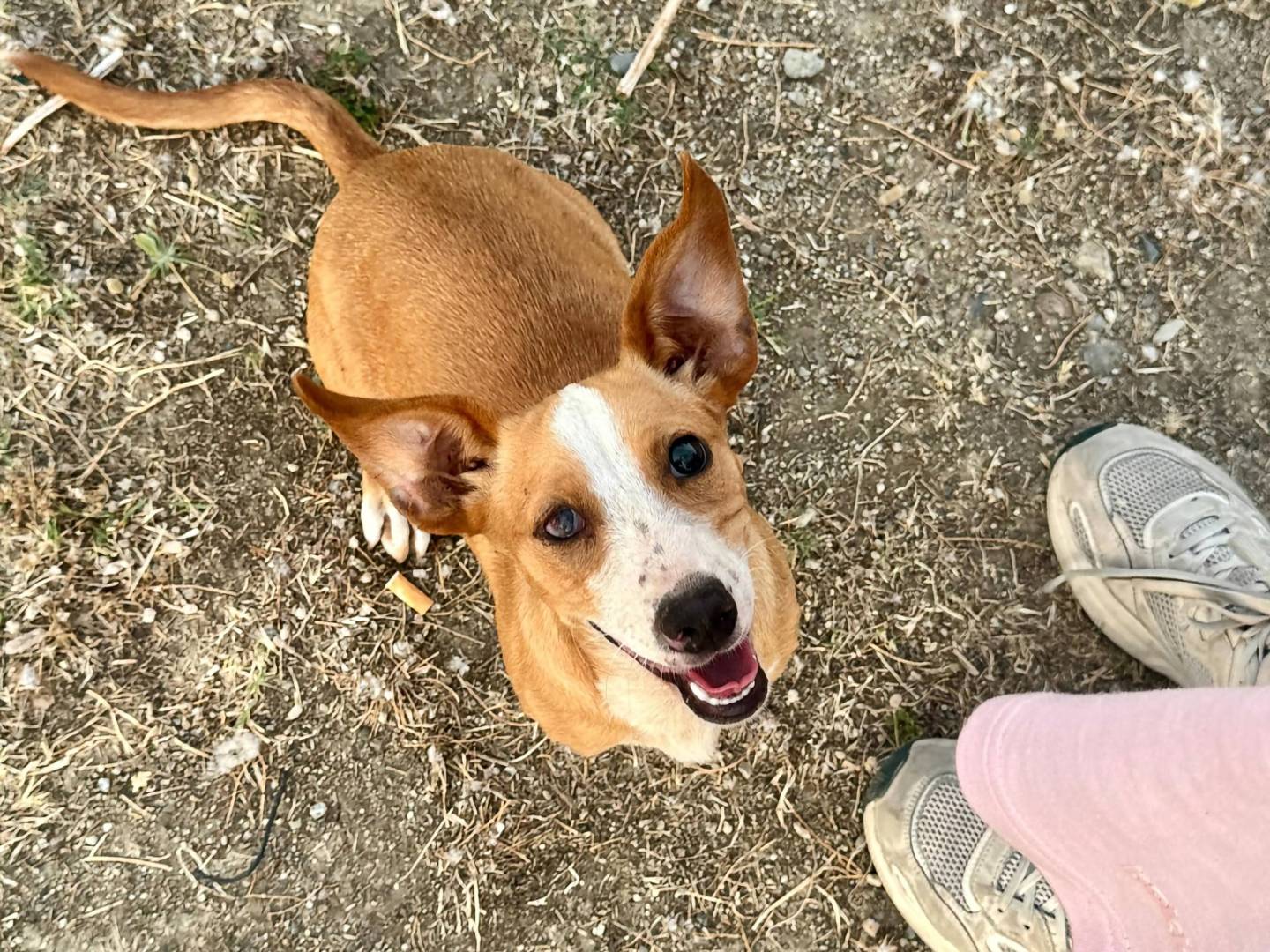 Adozione cane, femmina, Razza sconosciuta Razza sconosciuta, 5 mesi, taglia media contenuta, Cosenza
