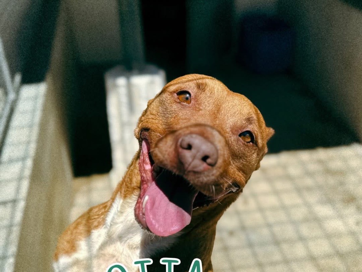 Adozione cane, femmina, Pitbull Razza sconosciuta, 6 anni e 8 mesi, taglia media, Caserta