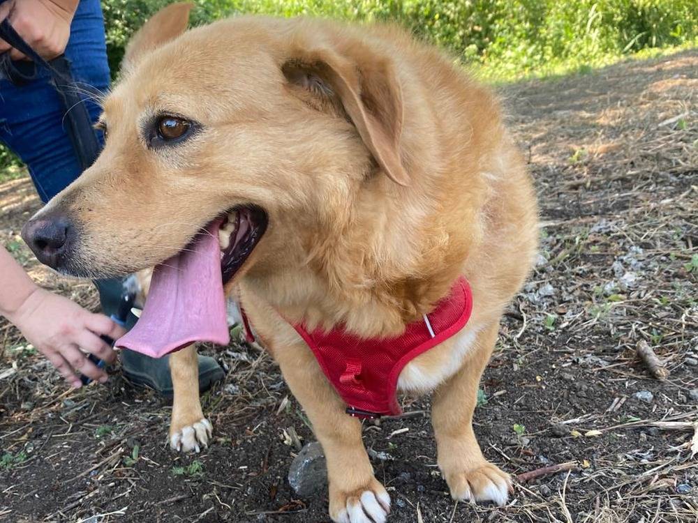 Adozione cane, femmina, Razza sconosciuta Razza sconosciuta, 7 anni e 1 mese, taglia media contenuta, Viterbo
