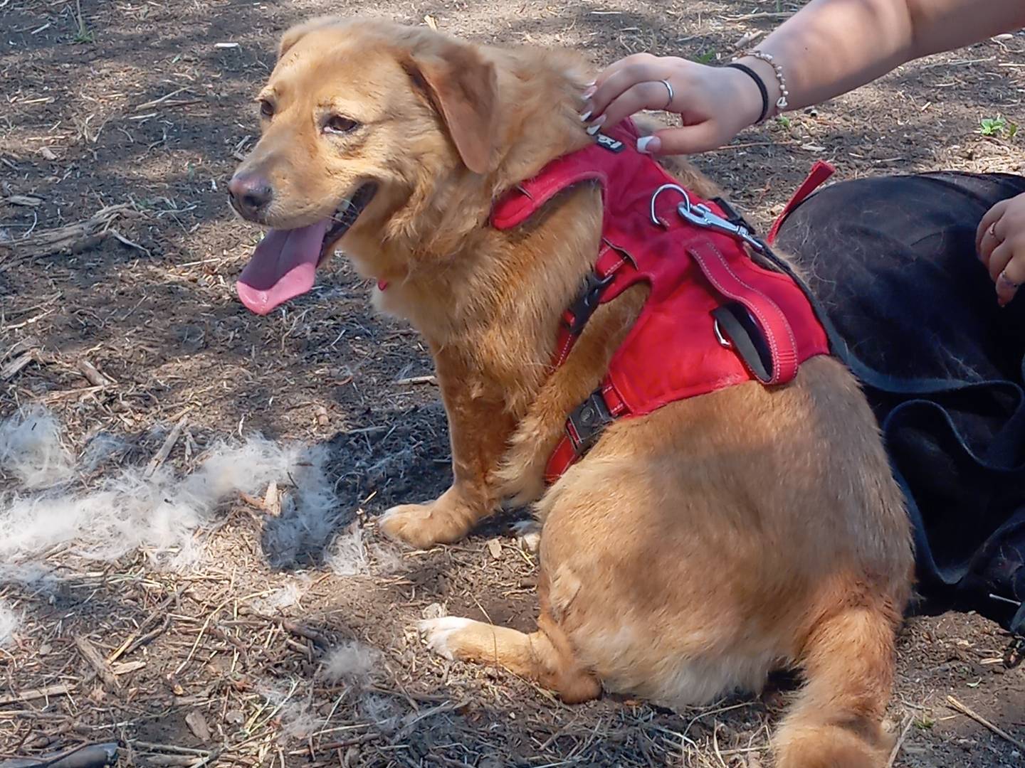 Adotta un cane, femmina, 7 anni e 1 mese, Viterbo
