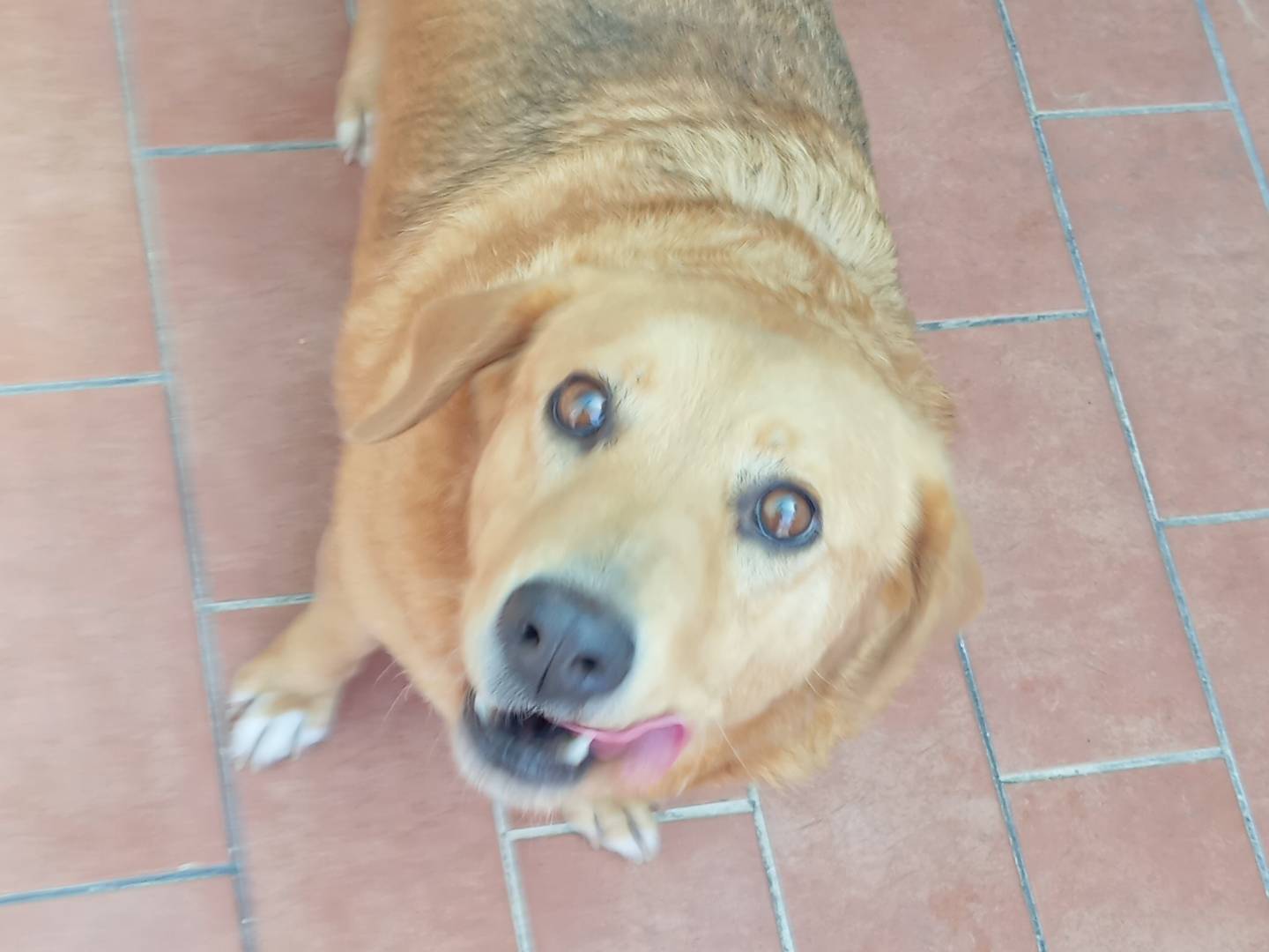 Vuoi adottare un cane a Viterbo?