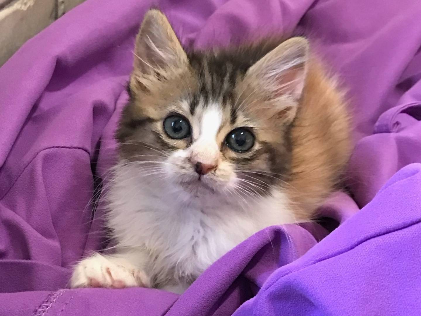 Adozione gatto, femmina, Razza sconosciuta Razza sconosciuta, 1 mese, taglia non valida, Milano