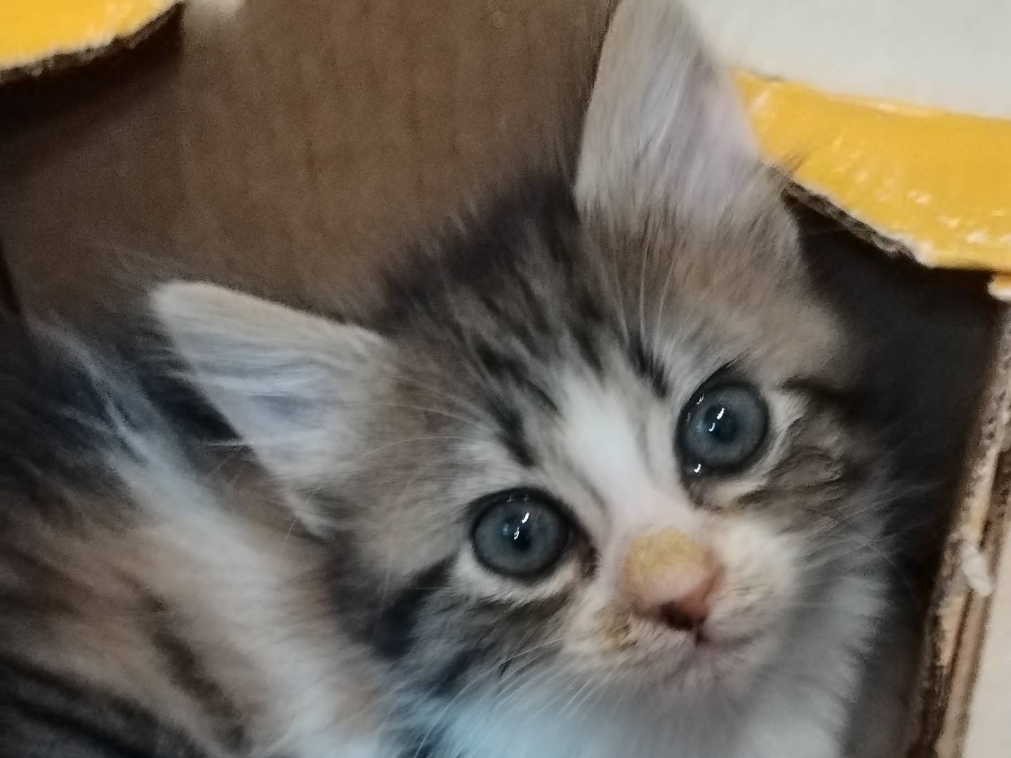 Vuoi adottare un gatto a Milano?