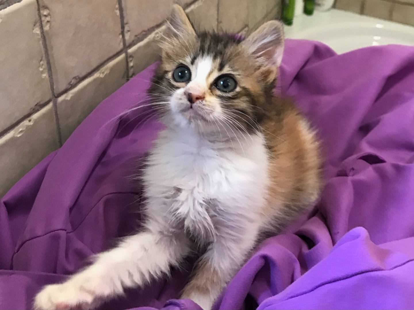 Adotta un gatto, femmina, 1 mese, Milano