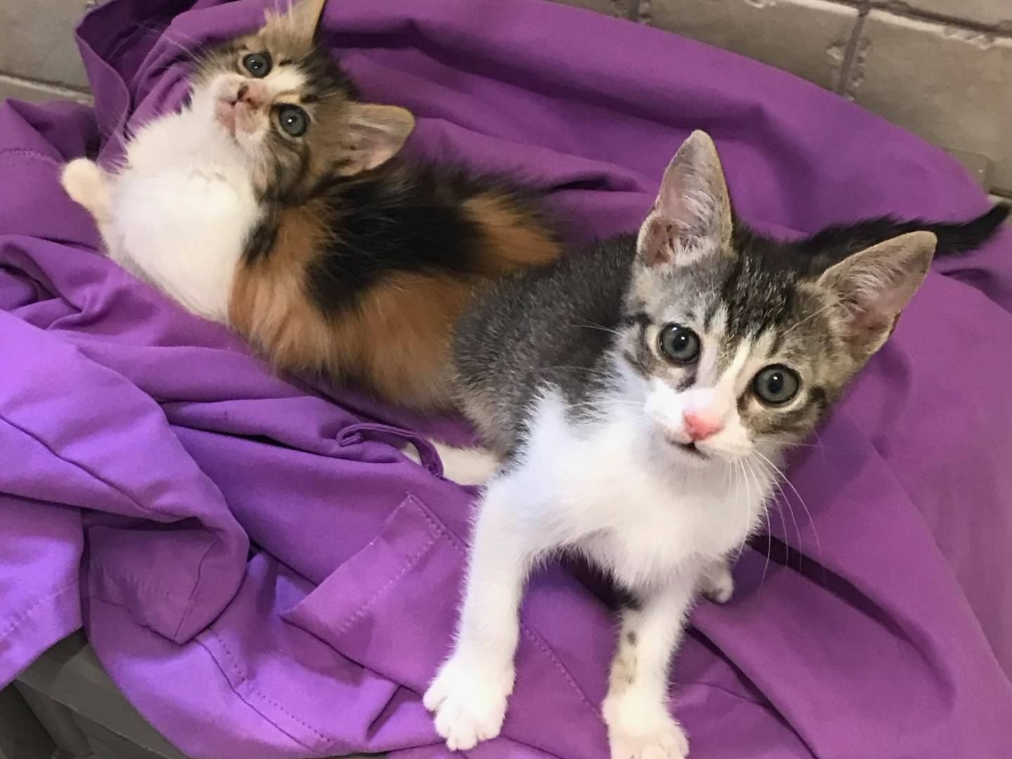 Adotta il gatto FRIDA a Milano