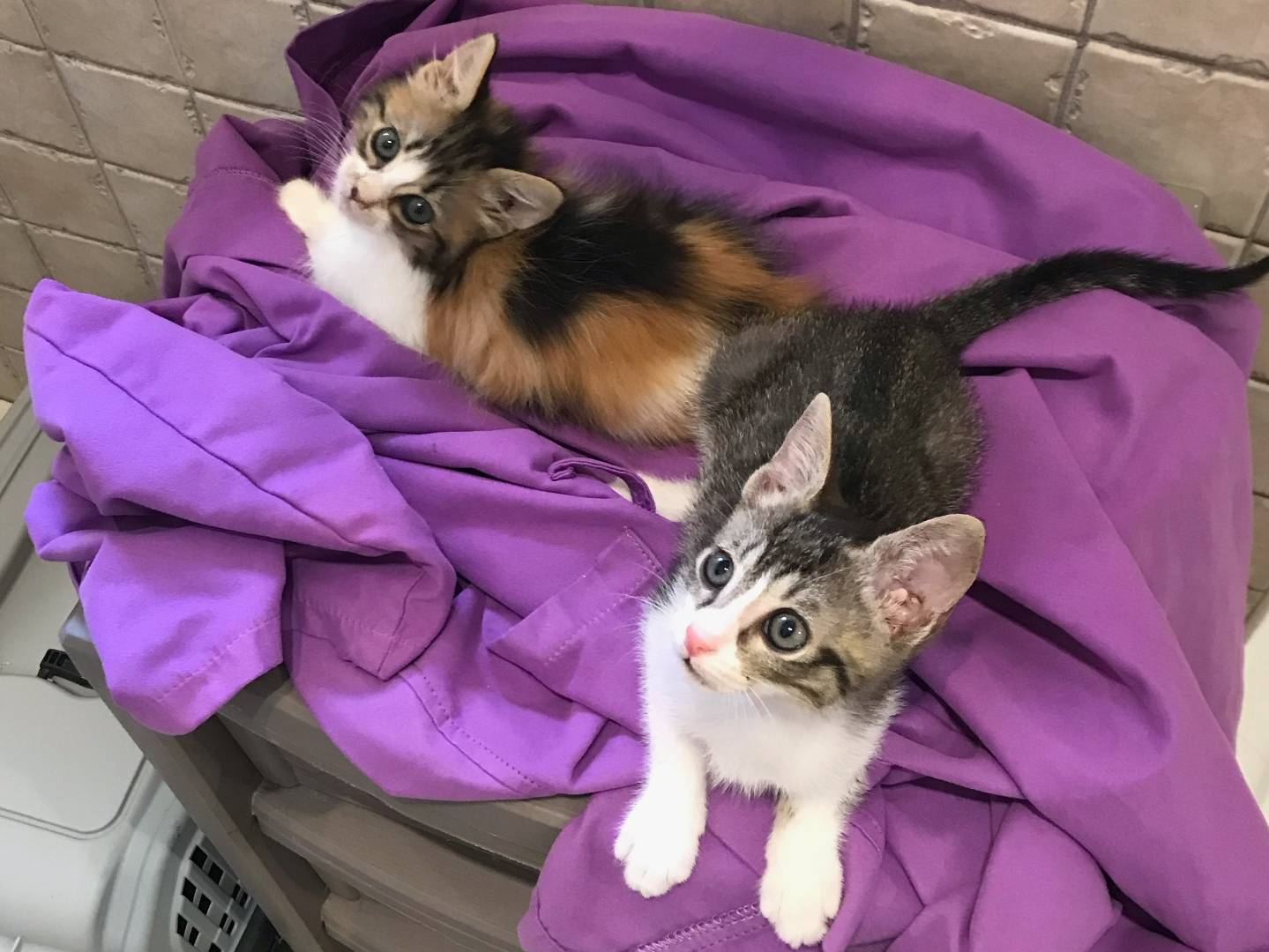 Adotta un gatto, taglia non valida, femmina, Milano